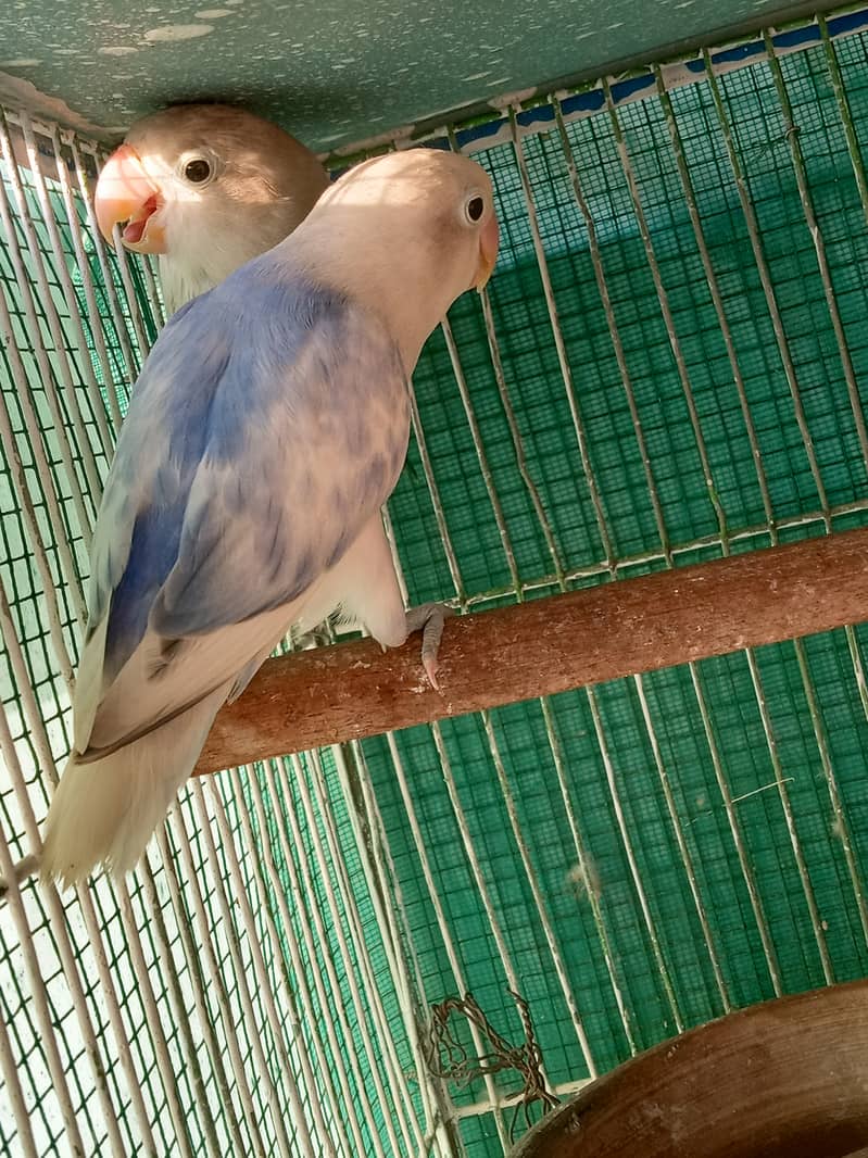 Move uwing fisher or blue pied fishri lovebird exchange possible 1