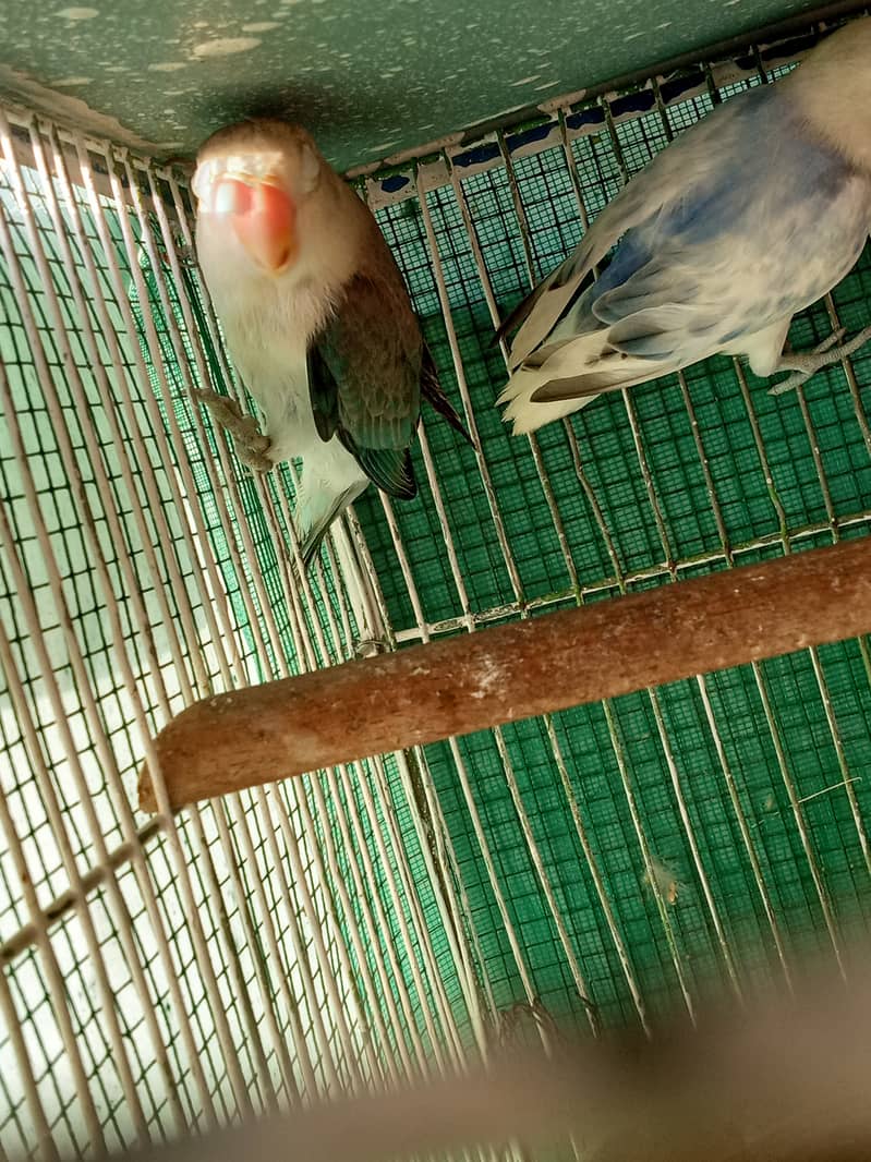 Move uwing fisher or blue pied fishri lovebird exchange possible 2