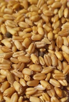 wheat fateh jang 0