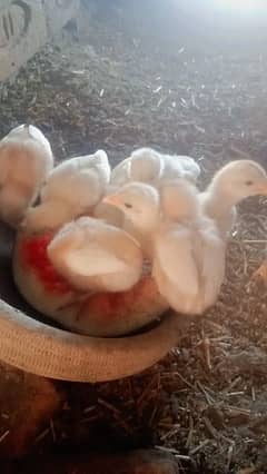 Heera chicks for sale  20 days old per pice 2000 0