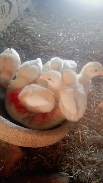 Heera chicks for sale  20 days old per pice 2000 0
