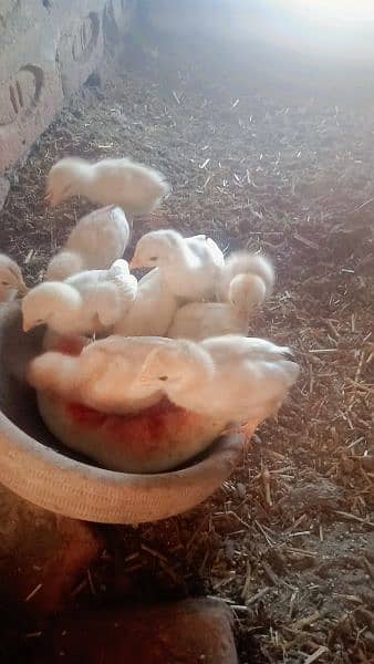 Heera chicks for sale  20 days old per pice 2000 3