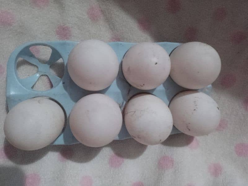 fresh duck eggs 1
