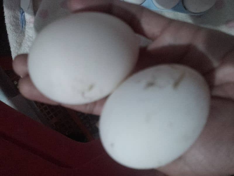 fresh duck eggs 3