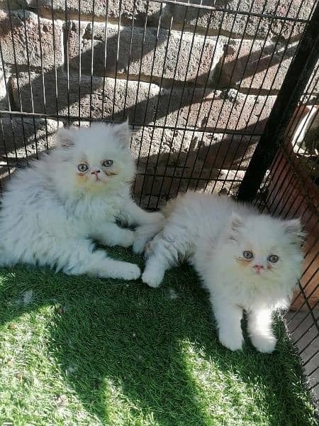 Persian pair kittens 1
