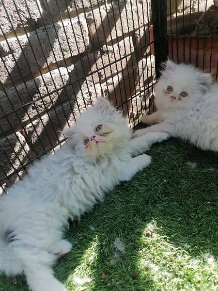 Persian pair kittens 2