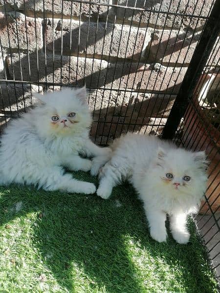 Persian pair kittens 3