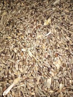 black wheat for sale per kg rate 1200