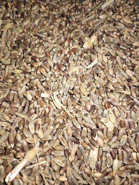 black wheat for sale per kg rate 1200 0