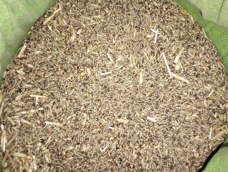 black wheat for sale per kg rate 1200 1
