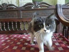 Persian Cats | Kitten And Adult Cats | Litter Train | Triple Coat