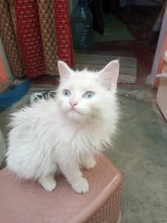 Persian cats-triple coated Persian cats-Blue Eyes-Punch face
