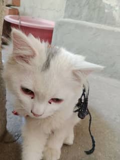 Cat Female for Urgent sale