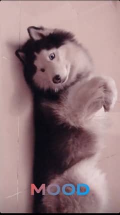 husky woolly stud available 0