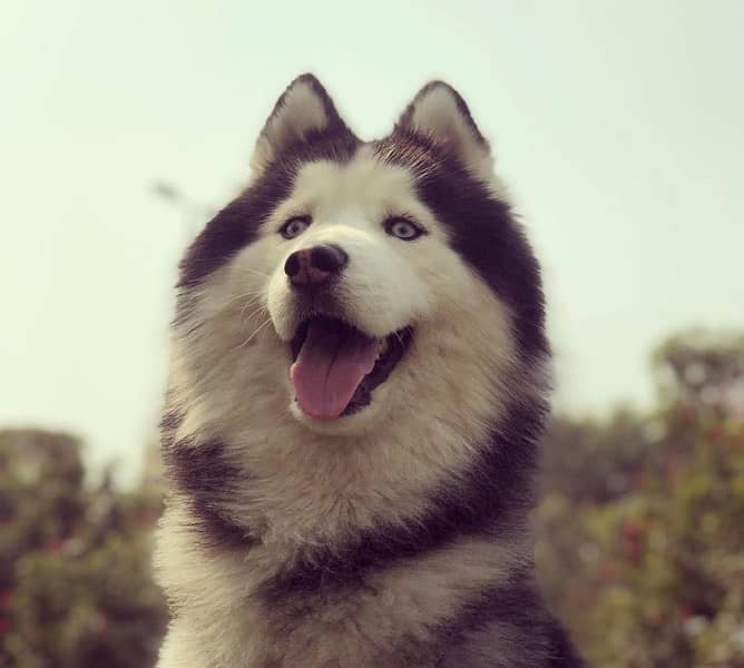husky woolly stud available 1