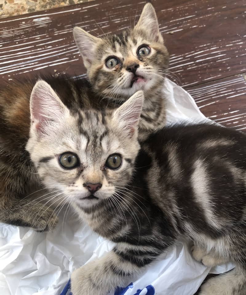 kittens for sale 0