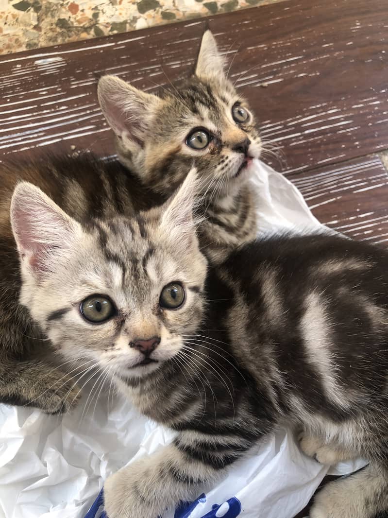 kittens for sale 1