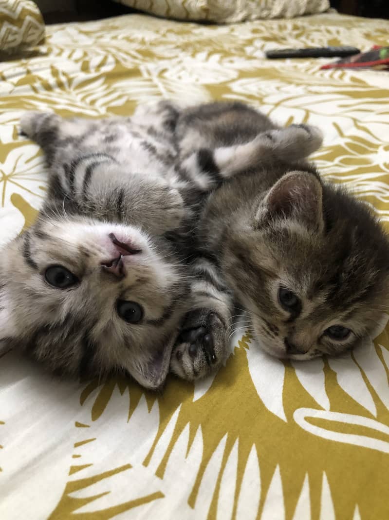 kittens for sale 3