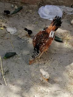 fresh hens 5 cheiks pure main wali 0