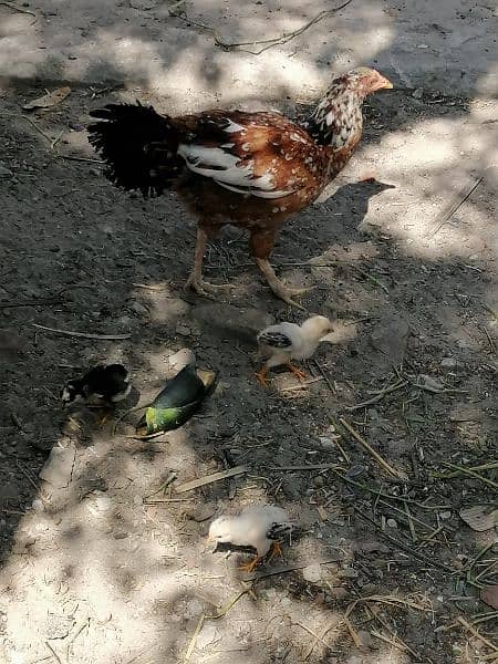 fresh hens 5 cheiks pure main wali 1