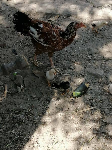 fresh hens 5 cheiks pure main wali 3