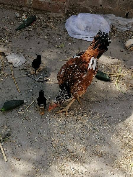 fresh hens 5 cheiks pure main wali 4