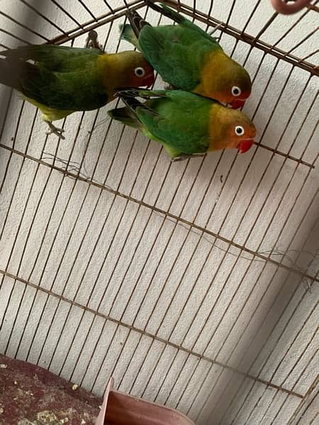 love birds fishery pathay pathian for sale 2