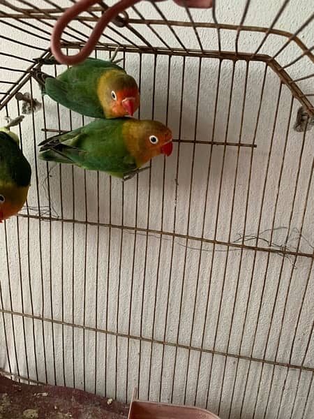 love birds fishery pathay pathian for sale 0