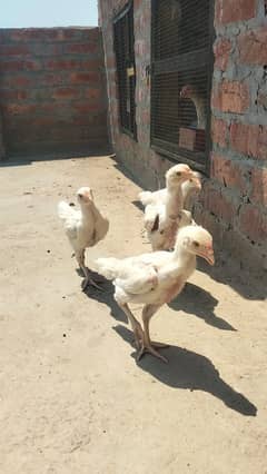 Loot sale golden chance paper white chicks 3.5 month  pure chittay bac