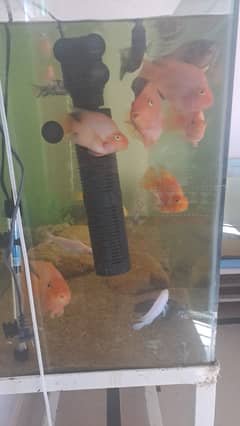 All fish (parrot Oscar malawi) for sale