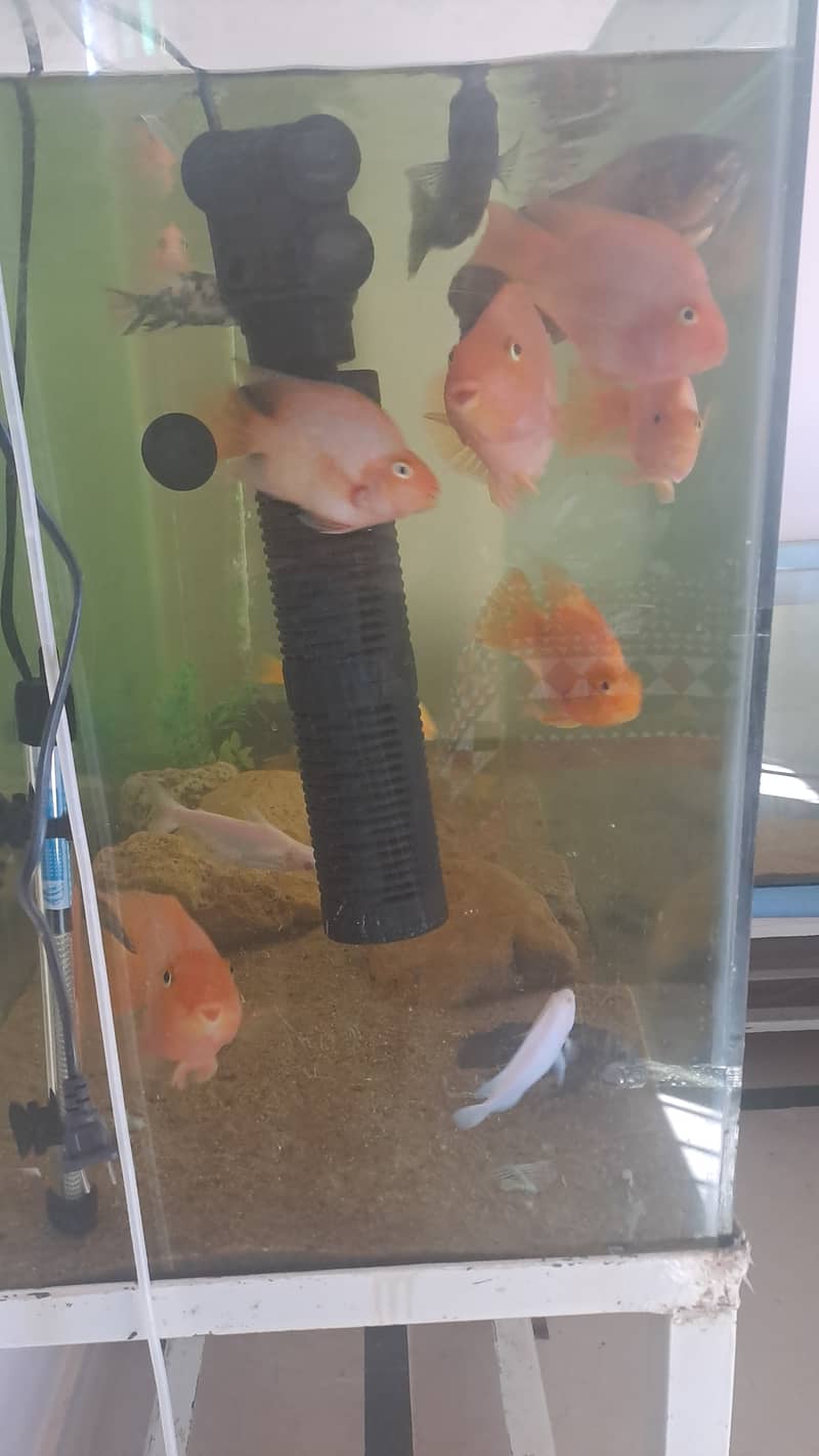 All fish (parrot Oscar malawi) for sale 0