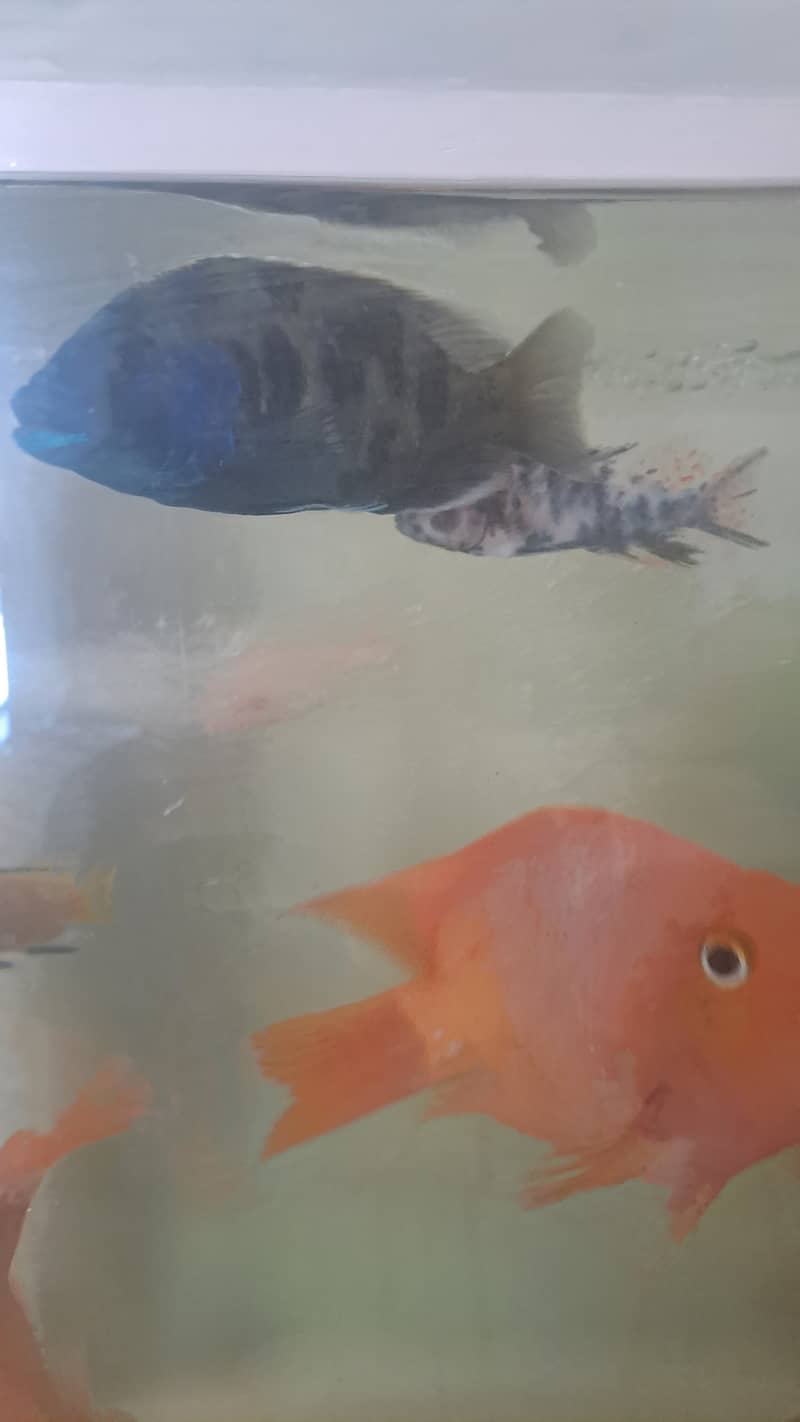 All fish (parrot Oscar malawi) for sale 2