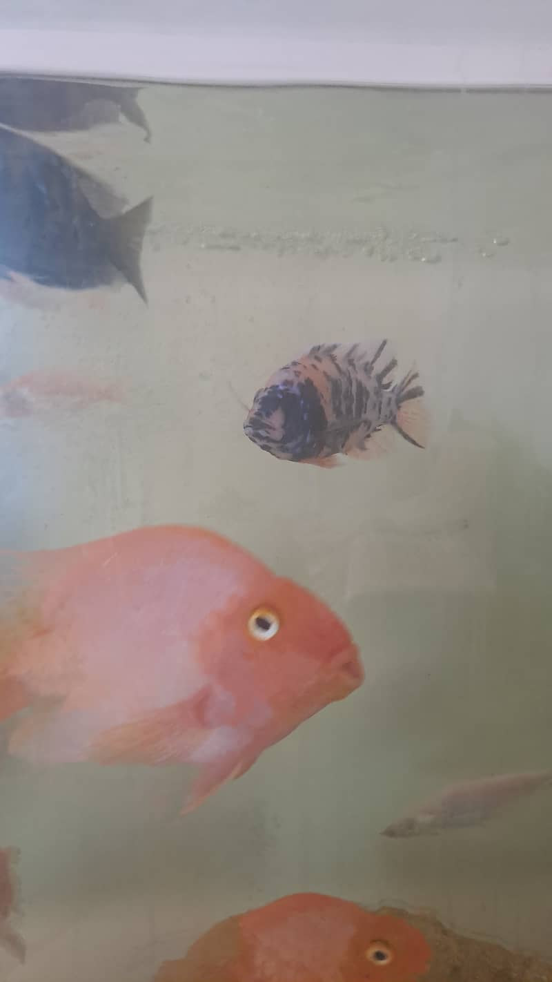 All fish (parrot Oscar malawi) for sale 3