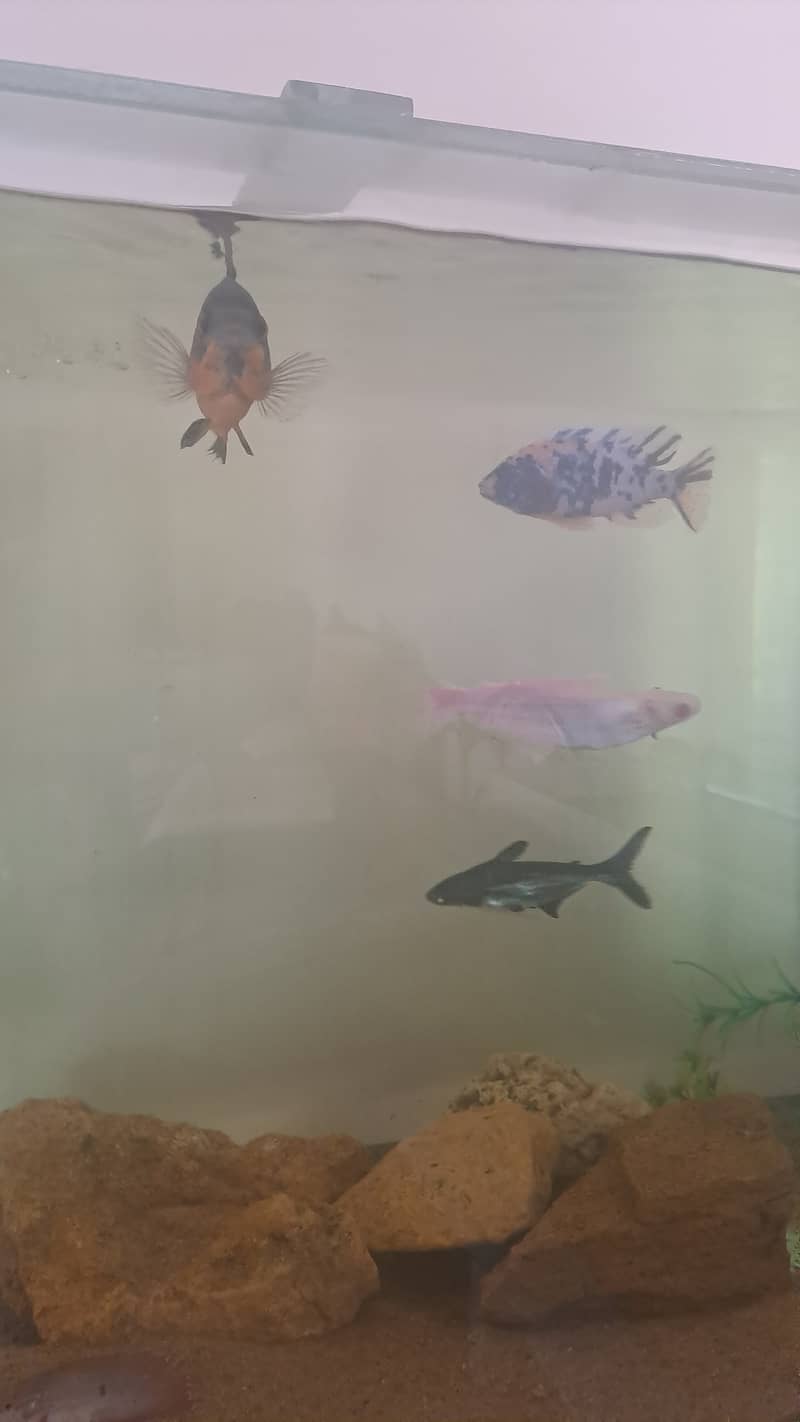 All fish (parrot Oscar malawi) for sale 4