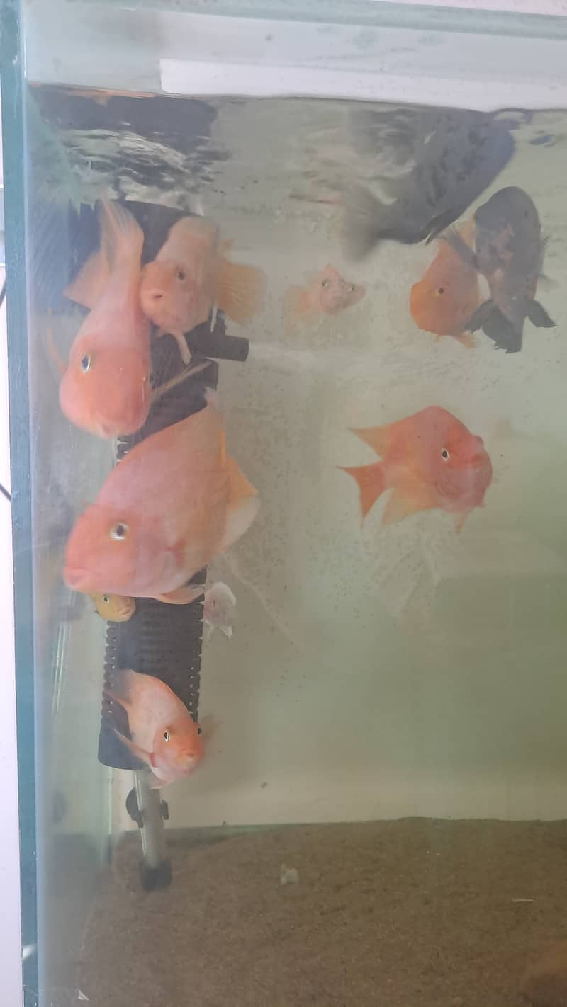 All fish (parrot Oscar malawi) for sale 5