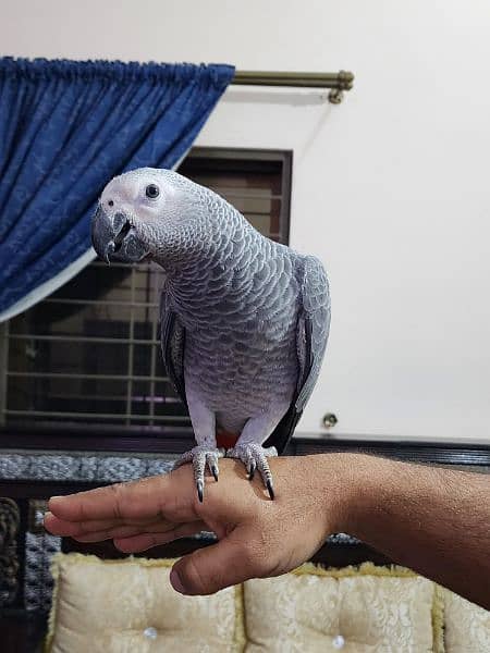3 Gorgeous Red Factor African Grey Parrots 1