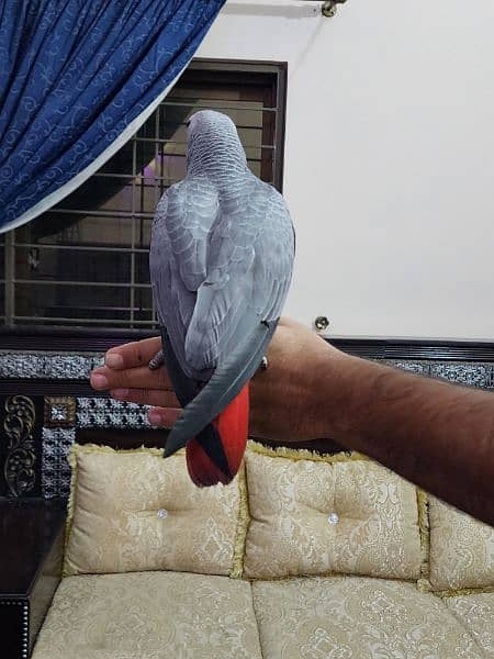 3 Gorgeous Red Factor African Grey Parrots 2