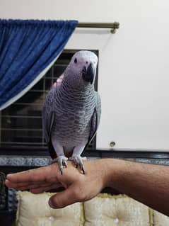 Gorgeous Red Factor African Grey Parrots