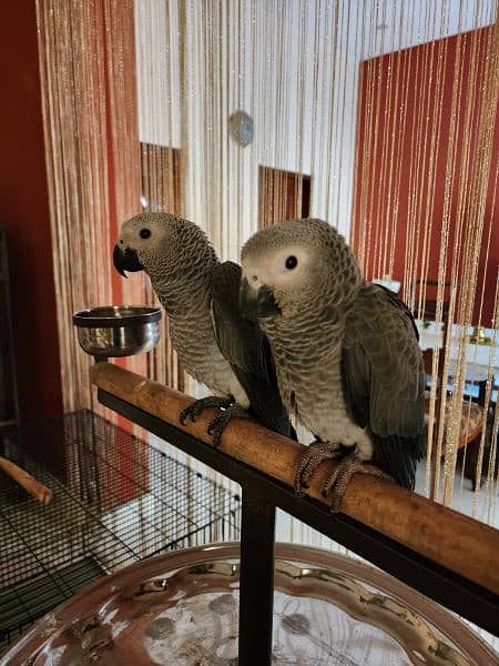 3 Gorgeous Red Factor African Grey Parrots 3