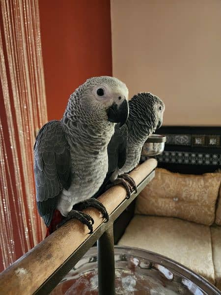 3 Gorgeous Red Factor African Grey Parrots 4