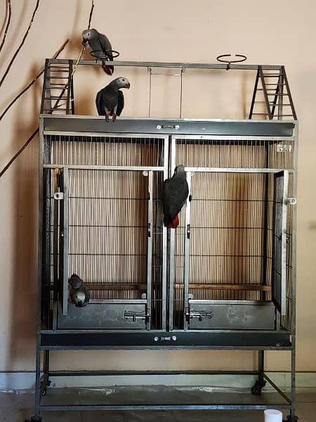 3 Gorgeous Red Factor African Grey Parrots 5