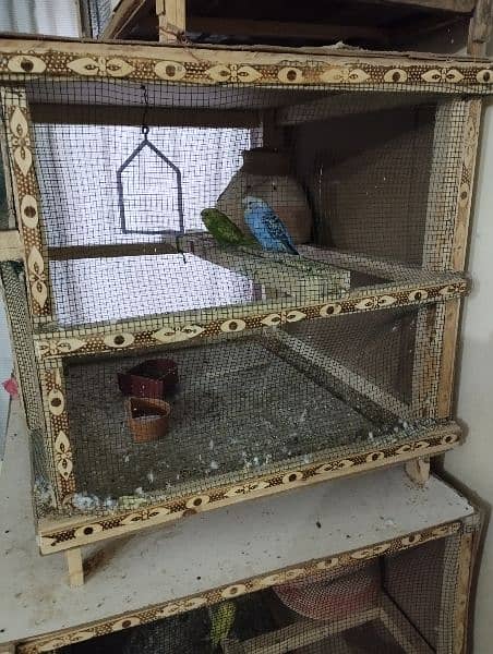 parrots with cage 4