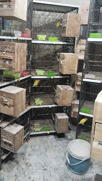 Birds Setup / Cages 5