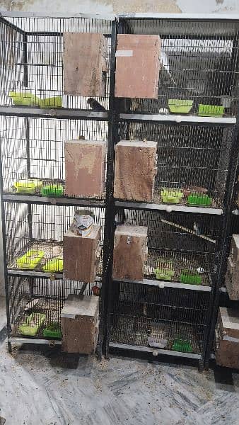 Birds Setup / Cages 7