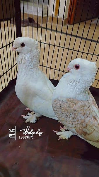 Turkish pigeon pair 0