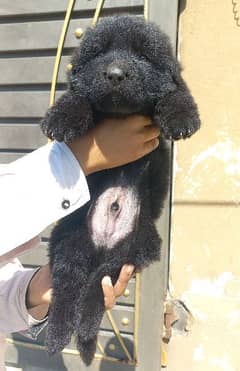 Black Sherperd long coat male and female puppies 0