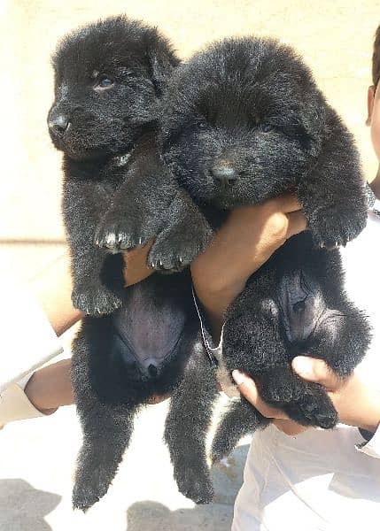 Black Sherperd long coat male and female puppies 2