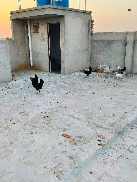 hens for sale 2