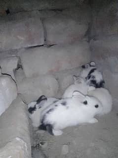 rabbits for sale 0