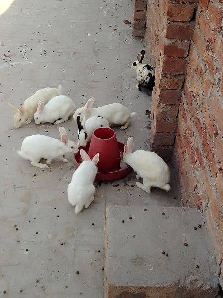 rabbits for sale 3